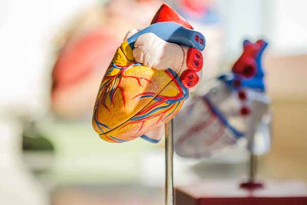 Image of a model of a heart